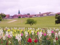 IMG 7418