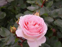 IMG 7484