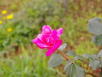 IMG 7492