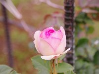 IMG 7496