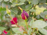 IMG 7511