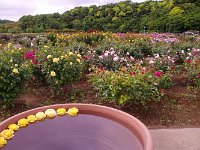 IMG 7556