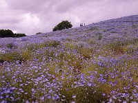 IMG 7569  ここからネモフィラ