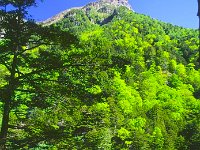myouzinike00