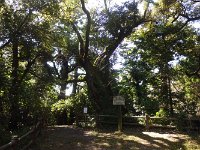 見事な桜の枯木が控えていました。