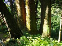 根本でつながっている名物「三本杉」です。