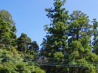 立派な杉の木ですね。昔の大石寺が思い出されます。