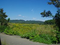 背高泡立草の群生・・・やはり、後継者が少ないのかな。