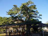 「言い伝えによると、日蓮聖人がご法難に遭われたその時、そばに立っていた槇の木から鬼子母神が現れ、驚いた東条景信が落馬したという。」 何故、何時頃から、こんな伝説が流布したのでしょう？