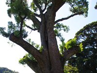 巨大な楠・・・歴史を感じさせられます。