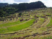 大山千枚田です。ここで景色を眺めながら「お弁当」を頂くことにしました。