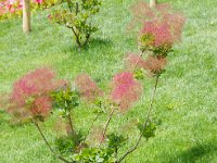 不思議な枝ぶり？