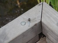 トンボ、蝶々が沢山いました。