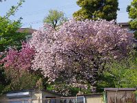 桜満開の季節